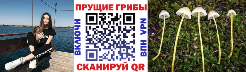 Галлюциногенные грибы мухоморы  Подпорожье 